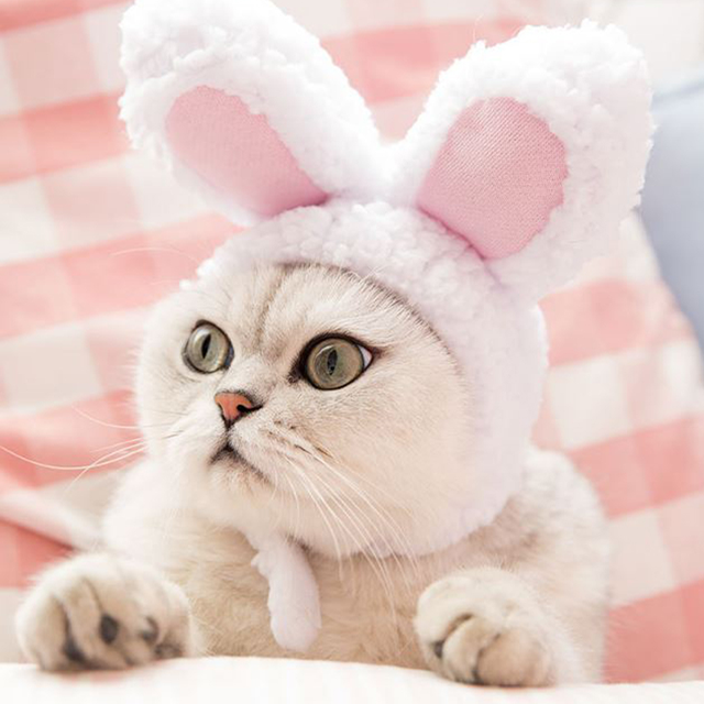 예펫 겨울 토끼 귀마개 생일 모자캡 강아지 고양이 의류 16